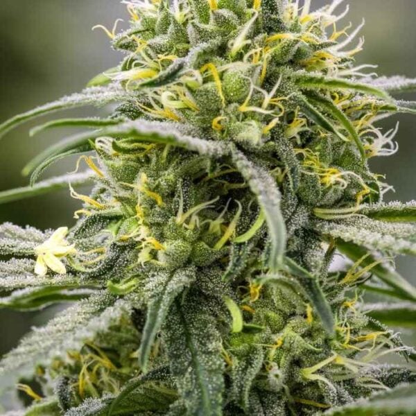 Durban Thai X C F Buy Cannabis Seeds Online North Atlantic Seed Co