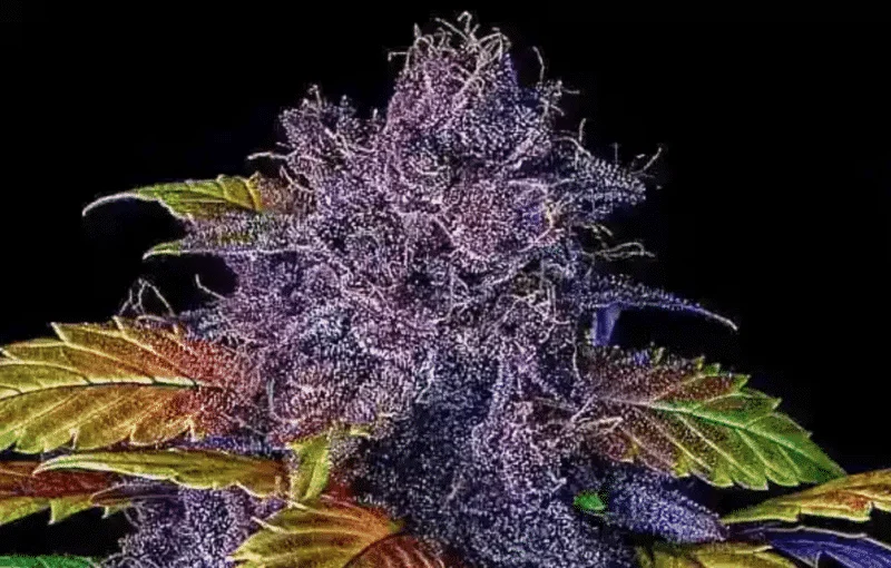 Purple Lemonade Auto Indica Autoflower Feminized Autoflower