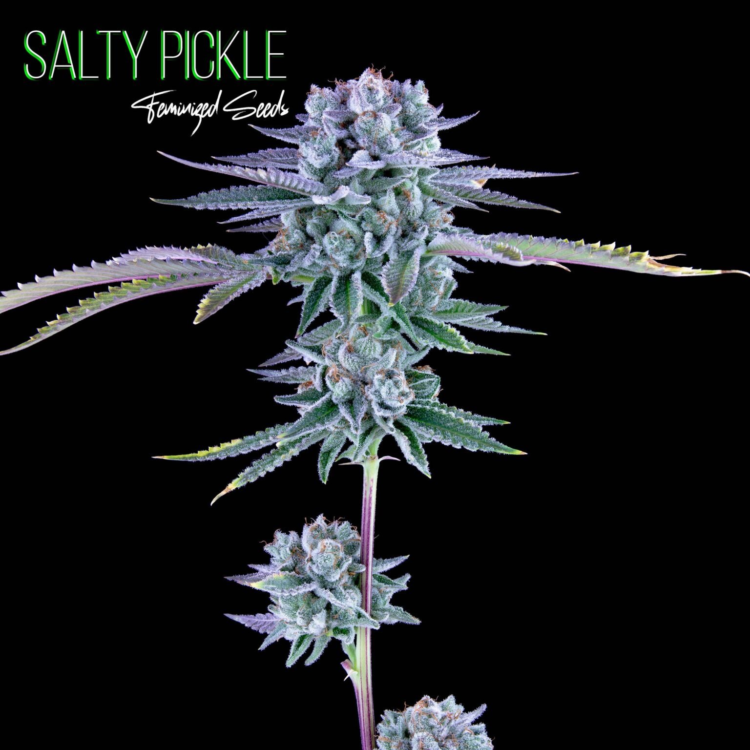 Salty Pickle F F Buy Cannabis Seeds Online North Atlantic Seed Co