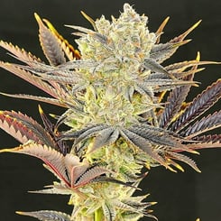 Close-up of a mature Citradelic Sunset (F) cannabis plant with dense buds and vibrant green, purple, and orange leaves against a dark background.