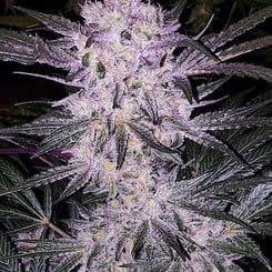 Ethos Genetics Lilac Cookies Bx2