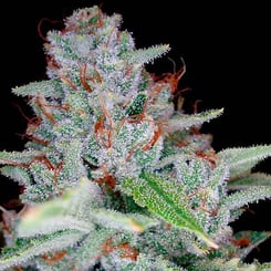 Close-up image of a Skywalker Kush (F) cannabis plant with trichomes visible on the buds and leaves, against a black background.