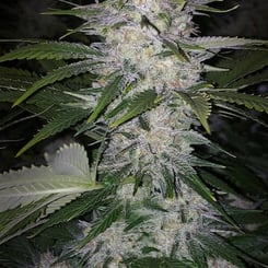 Ethos Genetics Skunk Hero