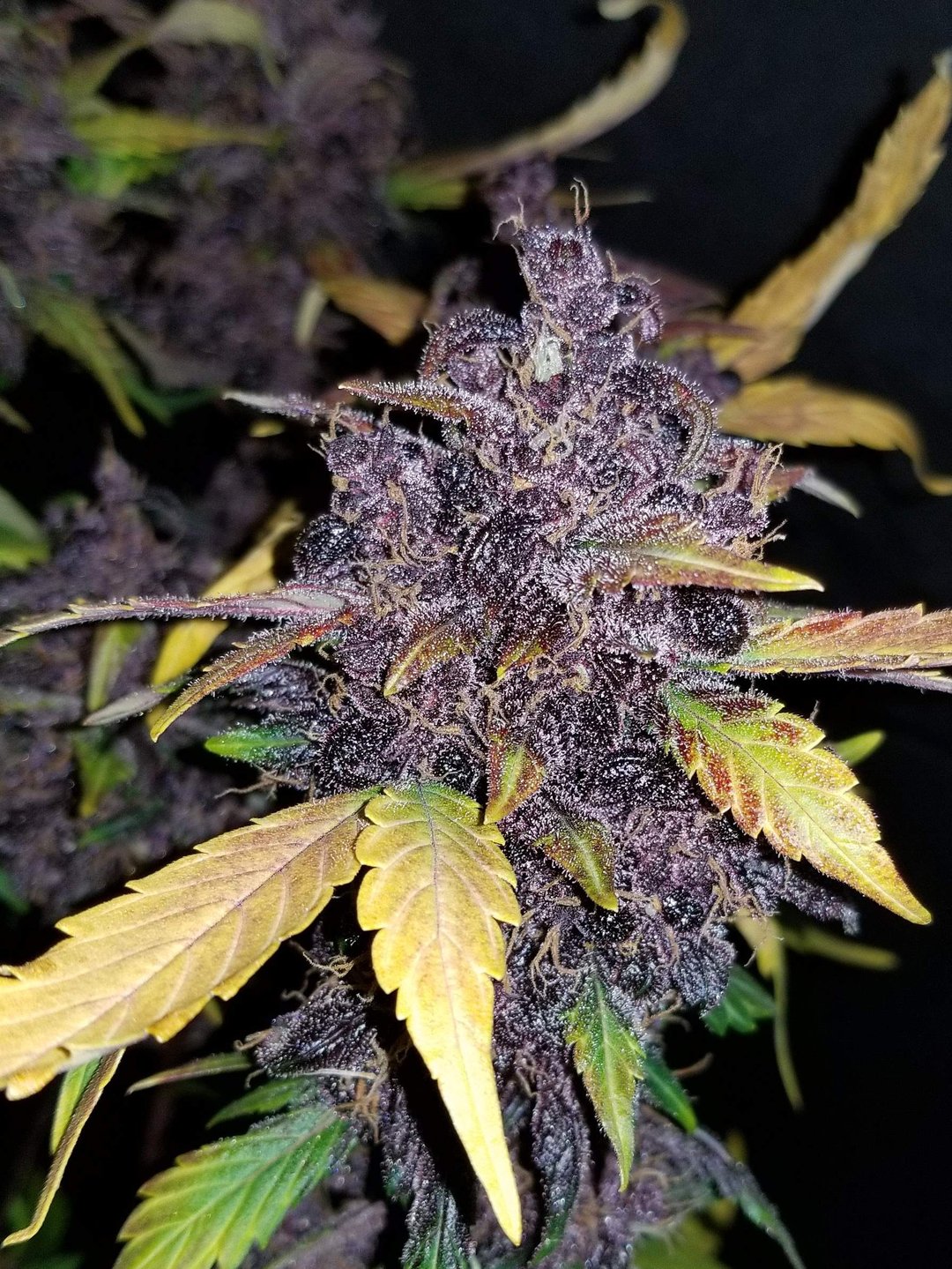 Close-up of a Crystal Meth Auto cannabis plant with dark purple buds and leaves, interspersed with yellow-green leaves, against a dark background.