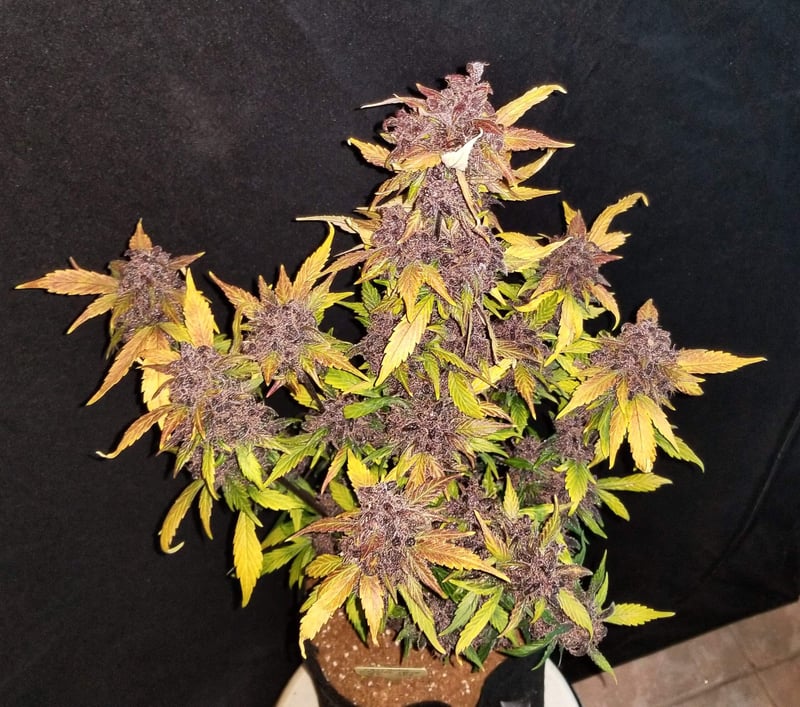 A potted plant with dense clusters of purple and green leaves and flowers, reminiscent of the intricate patterns found in Crystal Meth Auto, set against a black background.