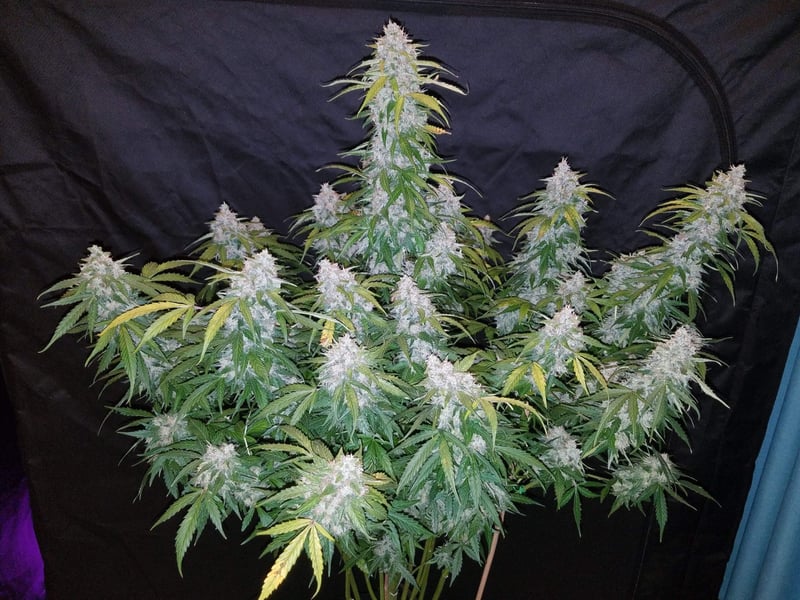 A mature Six Shooter Auto with dense buds and green leaves, some of which are slightly yellowing, stands out against a dark background.