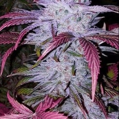 Close-up of an Early Lemon Berry RBX (F) cannabis plant with purple leaves and dense, frosty buds. The leaves have serrated edges and a vibrant coloration, displayed against a dark background.