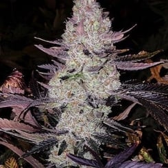 Ethos Grape Diamonds