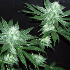 Close-up of an Italian Ice (F) cannabis plant with green leaves and white trichomes covering the buds. The background is dark, making the plant stand out prominently.