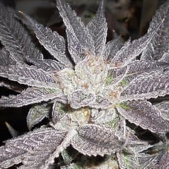 Close-up of a purple-hued LA Affie (F) Cannabis plant, with frosty, white trichomes covering the leaves and buds.