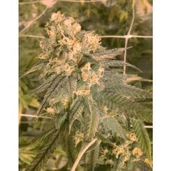 Close-up of a Mint Milano (F) cannabis plant with dense buds and trichomes under yellowish grow lights, supported by a trellis.