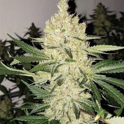 Ethos Genetics Super Lemon Haze F5