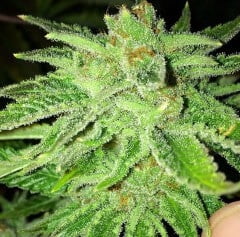 Close-up image of a green cannabis plant with dense, frosty trichomes covering its leaves and buds, reminiscent of the illustrious Strawberry OG (F).