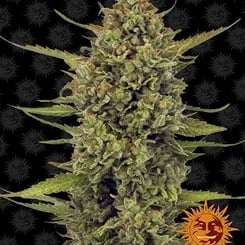 Acapulco Gold Barney's Farm