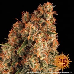 Barney's Farm Orange Sherbert