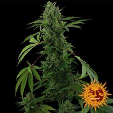 Pineapple Express Auto plant with dense buds and green leaves against a black background. A Sun-like logo, subtly hinting at the Pineapple Express Auto strain, is visible in the bottom right corner.