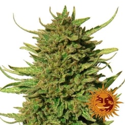 A close-up of a Critical Kush (F) cannabis plant with dense, green buds and spiky leaves. An orange sun logo with a face is in the bottom-right corner.