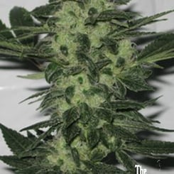 Close-up of an Original Sour Diesel (F) cannabis bud with green leaves and numerous small white hairs, set against a plain background. Logo in the bottom right corner reads "The Cali Connection.