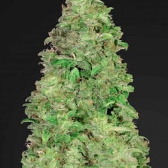 A dense and intricately detailed CBD-rich cannabis bud, likely from a CBD 20:1 Auto strain, on a black background.