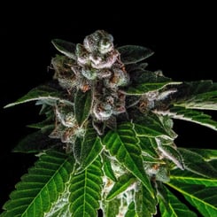 A close-up view of a **Bakers Delight (F)** cannabis plant, showcasing dense clusters of buds and broad leaves, against a black background.