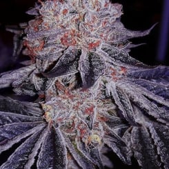 Close-up of a Cherry Gar-See-Ya R1 (F) cannabis plant with frosty trichomes on its purple and red-hued buds and leaves.