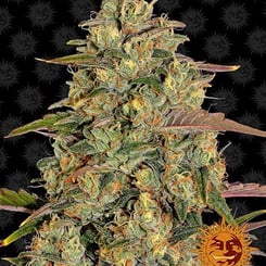 Close-up of an Amnesia Lemon (F) cannabis plant with dense, trichome-covered buds against a dark background. A sun emblem is positioned in the bottom right corner.