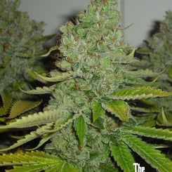 Close-up of an SFV OG KUSH (F) cannabis plant with dense, resin-covered buds and green leaves. "The Cali Connection" logo is visible in the bottom right corner.