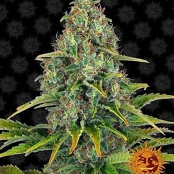 Close-up image of a Blue Cheese Auto (Formerly Blueberry Cheese Auto) cannabis plant with green and orange buds. The background features a repeating sun logo pattern.