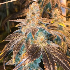 Close-up of a mature Citrus Farmer F2 (R) cannabis plant with frosty trichomes and multi-colored leaves.