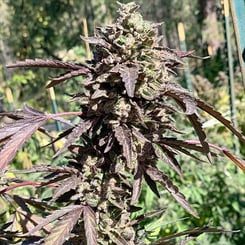 Close-up of a Cremè Royale (R) cannabis plant with dense, dark purple leaves and buds covered in trichomes, set in an outdoor garden with green foliage in the background.