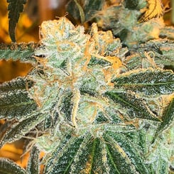 Close-up of a Hot Rod F2 (R) cannabis plant showcasing crystal-covered buds with orange hairs and green leaves.