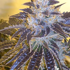 Close-up of a cannabis plant with deep purple leaves and frosty trichomes, under indoor lighting. Text at bottom right reads "Larry OG Kush (F).