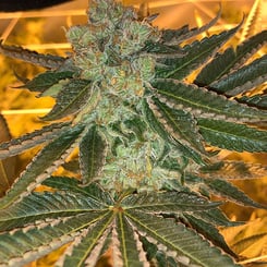 Close-up of a Legendary Purps (R) cannabis plant with dense buds and dark green leaves, set against a yellowish-orange lighting background.