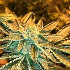 Close-up of a Sour Purple Funk (R) cannabis plant showing a detailed view of its leaves and buds under warm lighting.