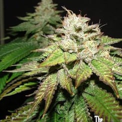 Close-up image of a Pre98 Bubba BX2 (F) cannabis plant with visible trichomes and leaves. Logo in the bottom right corner reads "The Cali Connection.