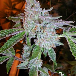 Close-up of a cannabis plant with dense, crystal-covered buds. "The Cali Connection" text logo is in the bottom-right corner.