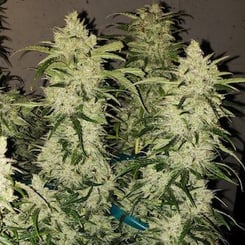 Ethos Genetics Zweet Auto