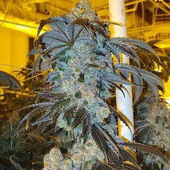 Close-up of a flowering cannabis plant under artificial lighting in an indoor growing facility, showcasing the MVP - Most Valuable Purp (R) strain.