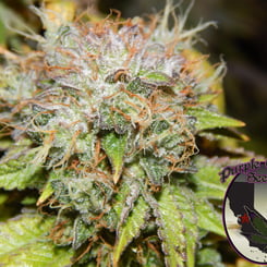 Close-up of a cannabis plant bud with frosty trichomes and green leaves, reminiscent of the strain Birthday Cake (F). A logo in the bottom right reads "Purple-Caper Seeds" and features a purple marijuana leaf with a detective's hat.