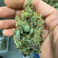 A hand holding a dense, green Dutch Dessert (R) cannabis bud covered in orange hairs and small sugar leaves.