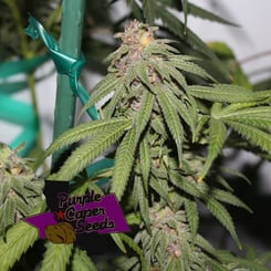 Close-up of a cannabis plant with green leaves and dense buds. A purple label in the foreground reads "Grape Zkittlez (R)." Green support tape is visible in the background.