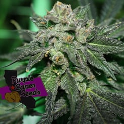 Close-up of a cannabis plant with frosty trichomes, surrounded by dark green leaves. A Purple Caper Seeds logo is placed on the lower left side of the image. The strain hints at vibrant Pink Chocolate (R) undertones, giving it a unique allure.