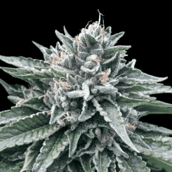 A close-up image of a Sorbet #4 (F) cannabis plant's bud, covered in trichomes and surrounded by green leaves with visible orange pistils, set against a black background.