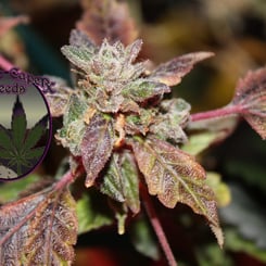 Close-up of a cannabis plant with purple-tinged leaves and buds, exuding a subtle aroma reminiscent of strawberry shortcake, next to a "DISCONTINUED Strawberry Banana Shortcake (F)" logo featuring a stylized leaf and text.