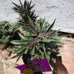 Green and purple leafy plant next to a stucco wall, with a "Truffle Butter (R)" sign in the foreground, reminiscent of a Truffle Butter (R) aroma.