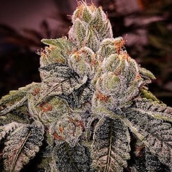 Close-up of an OGDLUX BX3 (R) cannabis plant covered in trichomes, showcasing dense buds and serrated leaves with visible crystals, under low light conditions.