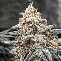 Ethos Genetics White Wedding