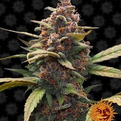 Close-up of a mature Ayahuasca Purple (F) cannabis plant with dense buds and dark green leaves. The background is black with a repeating pattern of sun logos.