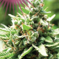 Sure, here's the revised sentence:

Close-up image of a cannabis plant, with prominent green leaves and budding flowers. Text in the top left corner reads, "Feminized Sol Mate Auto Seeds Available.