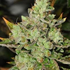 Close-up image of a Venom OG (R) cannabis plant in bud stage with visible trichomes. "KindReviews.com" is noted at the bottom right corner, and a logo is present in the top left corner.